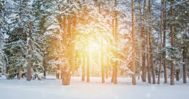 Ormandaki çok güzel, büyük bir Noel ağacı. Güneş ışınları ve röfleleriyle.. — Stok video
