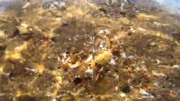 Deniz kabukları ve küçük kayalarla kaplı kumlu deniz yatağı. Güneş ışığı çizgileri hareket ediyor — Stok video