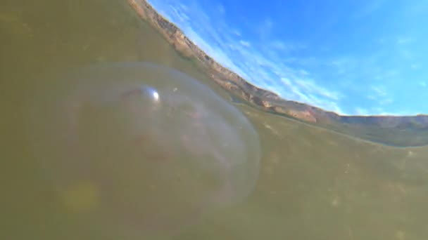 Maneter simmar i klart och transparent havsvatten nära kusten — Stockvideo