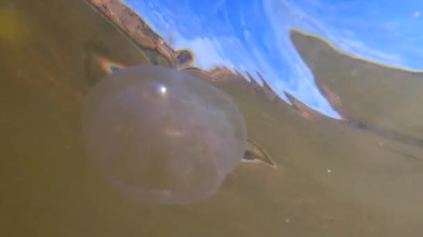 Les méduses nagent dans les eaux claires et transparentes de la mer près de la côte — Video