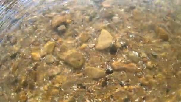 Background yellow sandy bottom with stones rocks and seashells. — Stock Video