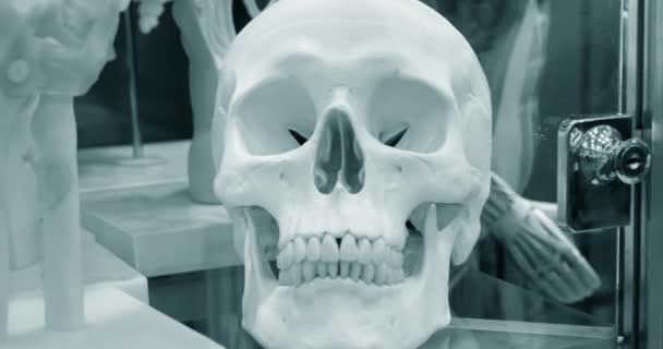 Layout af en menneskelig kranium closeup, medicinsk udstilling – Stock-video