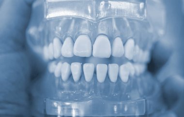 İnsan çenesinin insan dişlerinin yakın plan modeli.