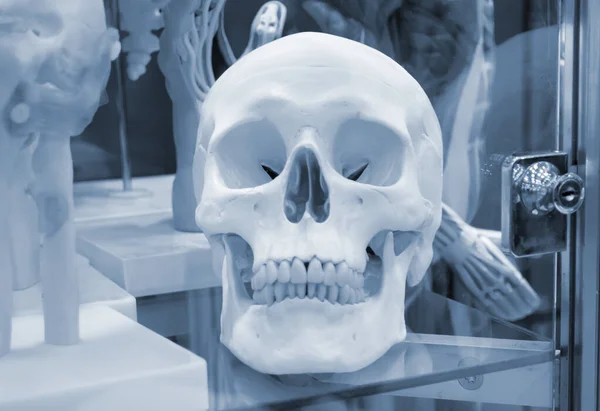 Układ ludzkiej czaszki, eksponat medyczny. Niebieski szary kolor. — Zdjęcie stockowe