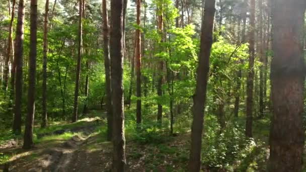 Grön ljus skog. Träd, buskar, grenar med gröna blad och grönt gräs — Stockvideo