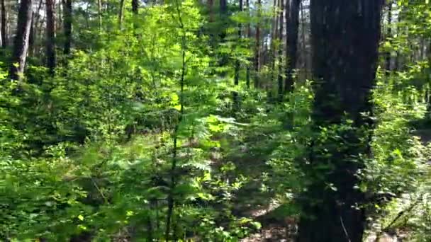 Zöld fényes erdő. Fák, bokrok, zöld levelű ágak és zöld fű — Stock videók
