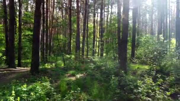 绿色明亮的森林。有绿叶和绿草的树、灌木、树枝 — 图库视频影像