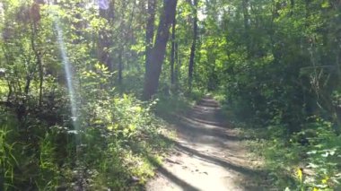 Yeşil parlak orman. Ağaçlar, çalılar, yeşil yapraklı dallar ve yeşil çimenler