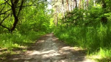 Yeşil parlak orman. Ağaçlar, çalılar, yeşil yapraklı dallar ve yeşil çimenler