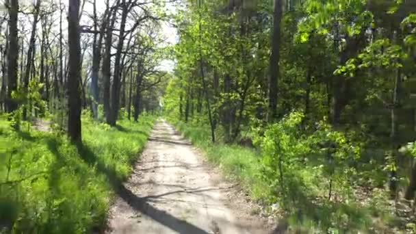 Bosque verde brillante. Árboles, arbustos, ramas con hojas verdes y hierba verde — Vídeo de stock