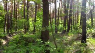 Yeşil parlak orman. Ağaçlar, çalılar, yeşil yapraklı dallar ve yeşil çimenler