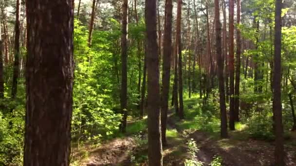 Green bright forest. Trees, bushes, branches with green leaves and green grass — Stock Video