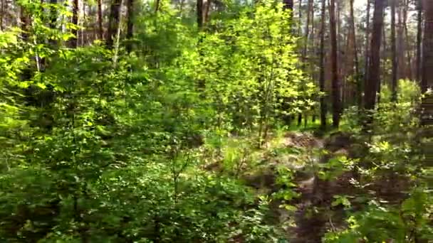 Zielony jasny las. Drzewa, krzewy, gałęzie z zielonymi liśćmi i zieloną trawą — Wideo stockowe