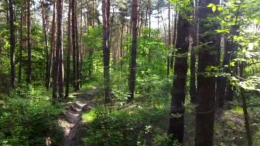 Yeşil parlak orman. Ağaçlar, çalılar, yeşil yapraklı dallar ve yeşil çimenler