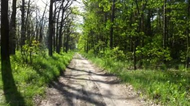 Yeşil parlak orman. Ağaçlar, çalılar, yeşil yapraklı dallar ve yeşil çimenler