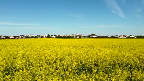 Sorvolando il campo di colza durante la fioritura dei fiori di colza — Video Stock