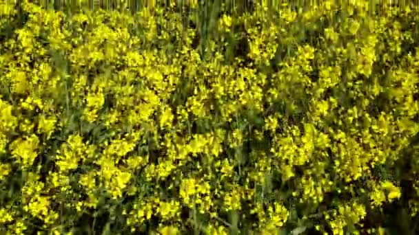 Vliegen over het koolzaadveld tijdens de bloei van koolzaadbloemen — Stockvideo