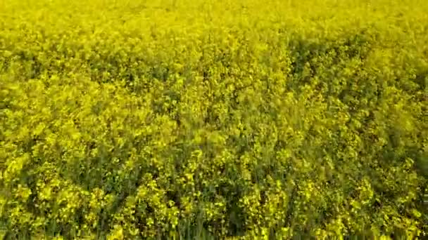 Sorvolando il campo di colza durante la fioritura dei fiori di colza — Video Stock