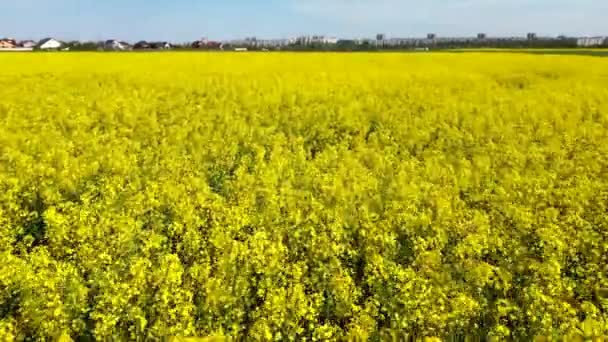 Sorvolando il campo di colza durante la fioritura dei fiori di colza — Video Stock