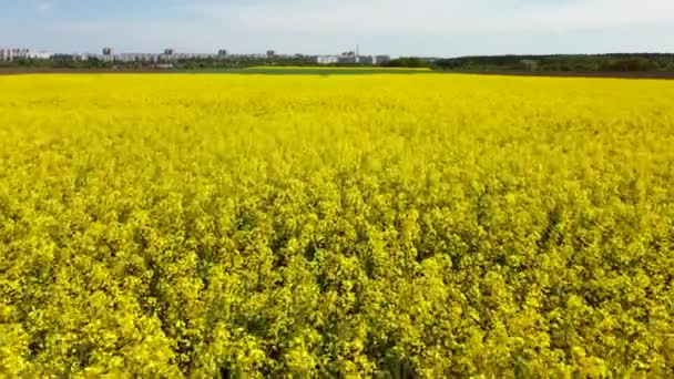 Sorvolando il campo di colza durante la fioritura dei fiori di colza — Video Stock