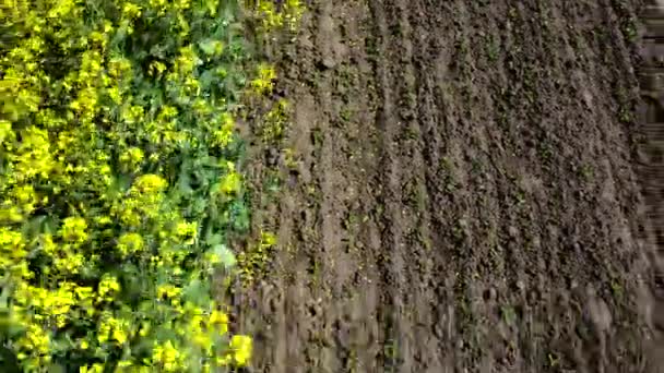 Luchtdrone view vlucht. Vliegen over het raapzaadveld tijdens raapzaadbloemen — Stockvideo