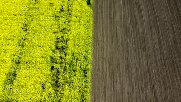Vol en vue d'un drone aérien. Survoler le champ de colza pendant les fleurs de colza — Video