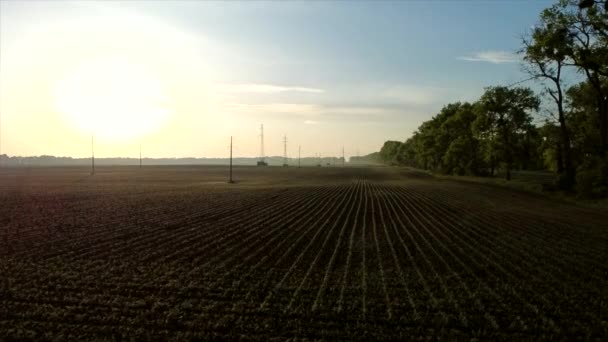 Luchtfoto drone uitzicht vlucht over enorme geploegd veld met jonge maïs spruiten — Stockvideo