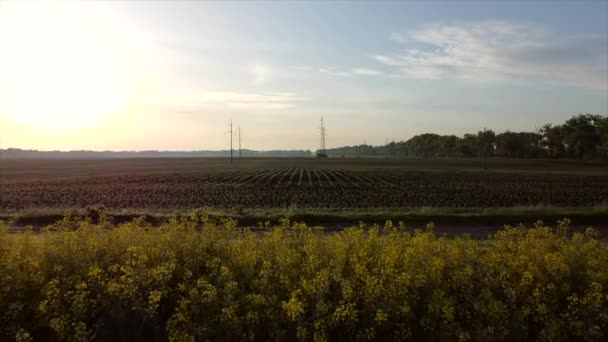 Aerial drone view flight. Flying over the rapeseed field during rapeseed flowers — Stock Video