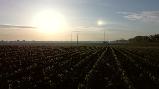 Aerial drone view flight over huge plowed field with young corn sprouts — Stock Video