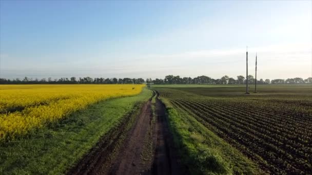 Vuelo aéreo con vista a drones sobre la carretera entre un campo de colza de floración amarilla — Vídeos de Stock