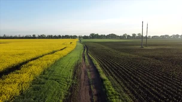 Luchtdrone zicht vlucht over de weg tussen een geel bloeiend koolzaadveld — Stockvideo