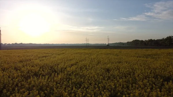 Volo aereo con vista drone. Sorvolando il campo di colza durante i fiori di colza — Foto Stock