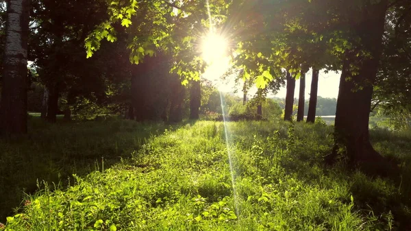 Drohnenflug über Feldweg im Park am frühen Morgen — Stockfoto