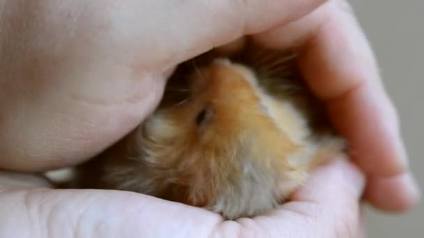 Kleine hamster in hand close-up. Meisje houdt kleine Syrische hamster — Stockvideo