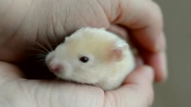 Small hamster in hand close-up. Girl holds small Syrian hamster — Stock Video