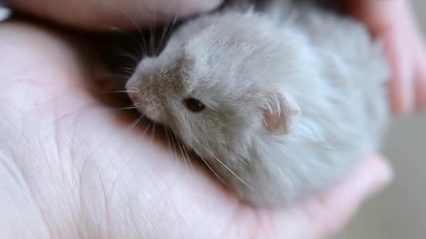 Kleine hamster in hand close-up. Meisje houdt kleine Syrische hamster — Stockvideo