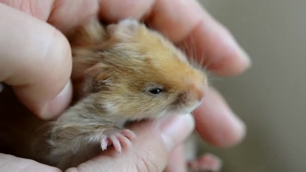 Kleine hamster in hand close-up. Meisje houdt kleine Syrische hamster — Stockvideo