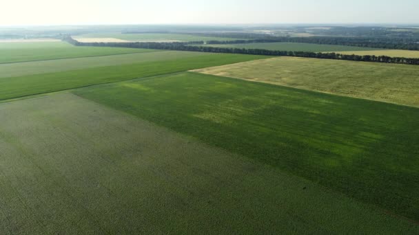 Légi drónra néző repülés különböző mezőgazdasági területeken — Stock videók