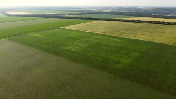 Avión teledirigido aéreo vista vuelo sobre diferentes campos agrícolas — Vídeos de Stock