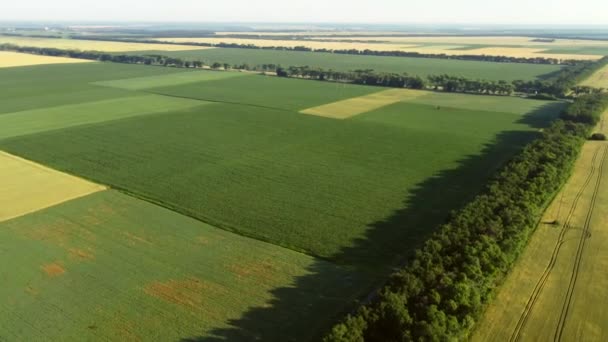 Повітряний перегляд польоту безпілотника над різними сільськогосподарськими полями — стокове відео