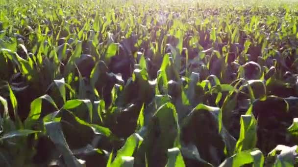 Volando sobre tapas verdes de brotes de maíz jóvenes en la mañana soleada. — Vídeo de stock