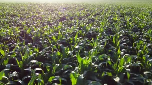 Flying over green tops of young corn sprouts on sunny morning. — Stock Video