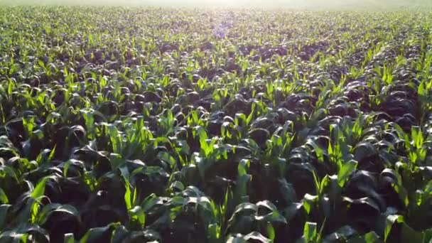 Vliegen over groene toppen van jonge maïsspruiten op zonnige ochtend. — Stockvideo