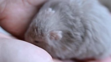 Elinde küçük bir hamster var. Kız küçük Suriye hamsterını tutuyor.