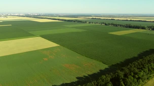 Aereo drone vista volo su diversi campi agricoli — Video Stock