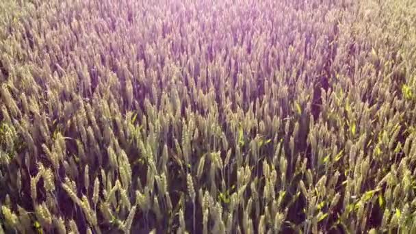 Пролетая над зелеными вершинами молодых ростков пшеницы в солнечное утро. — стоковое видео