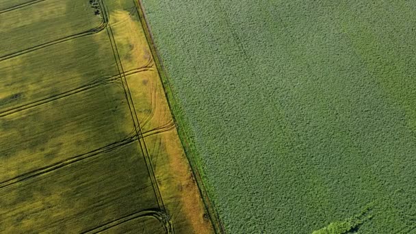 Lot dronem powietrznym nad różnymi polami rolniczymi — Wideo stockowe