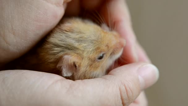 Kleine hamster in hand close-up. Meisje houdt kleine Syrische hamster — Stockvideo