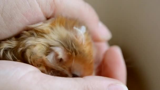 Kleine hamster in hand close-up. Meisje houdt kleine Syrische hamster — Stockvideo