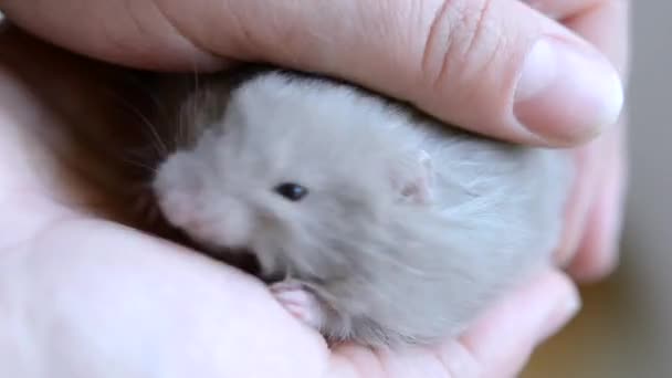 Kleine hamster in hand close-up. Meisje houdt kleine Syrische hamster — Stockvideo